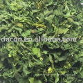 dehydrated celery leaves